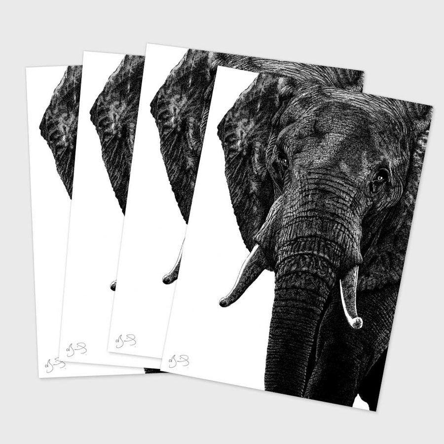 Postcard - Elephant (Pack of 4)