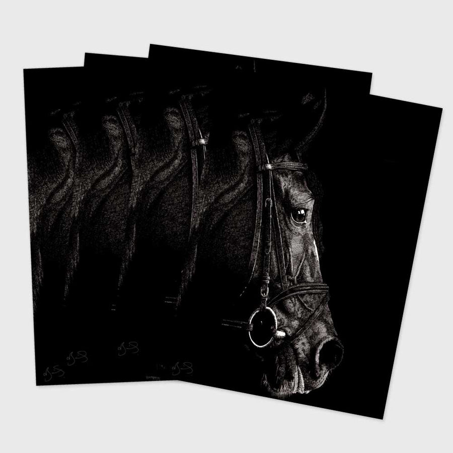 Postcard - Horse 01 (Pack of 4)
