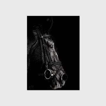 Postcard - Horse 01 (Pack of 4)