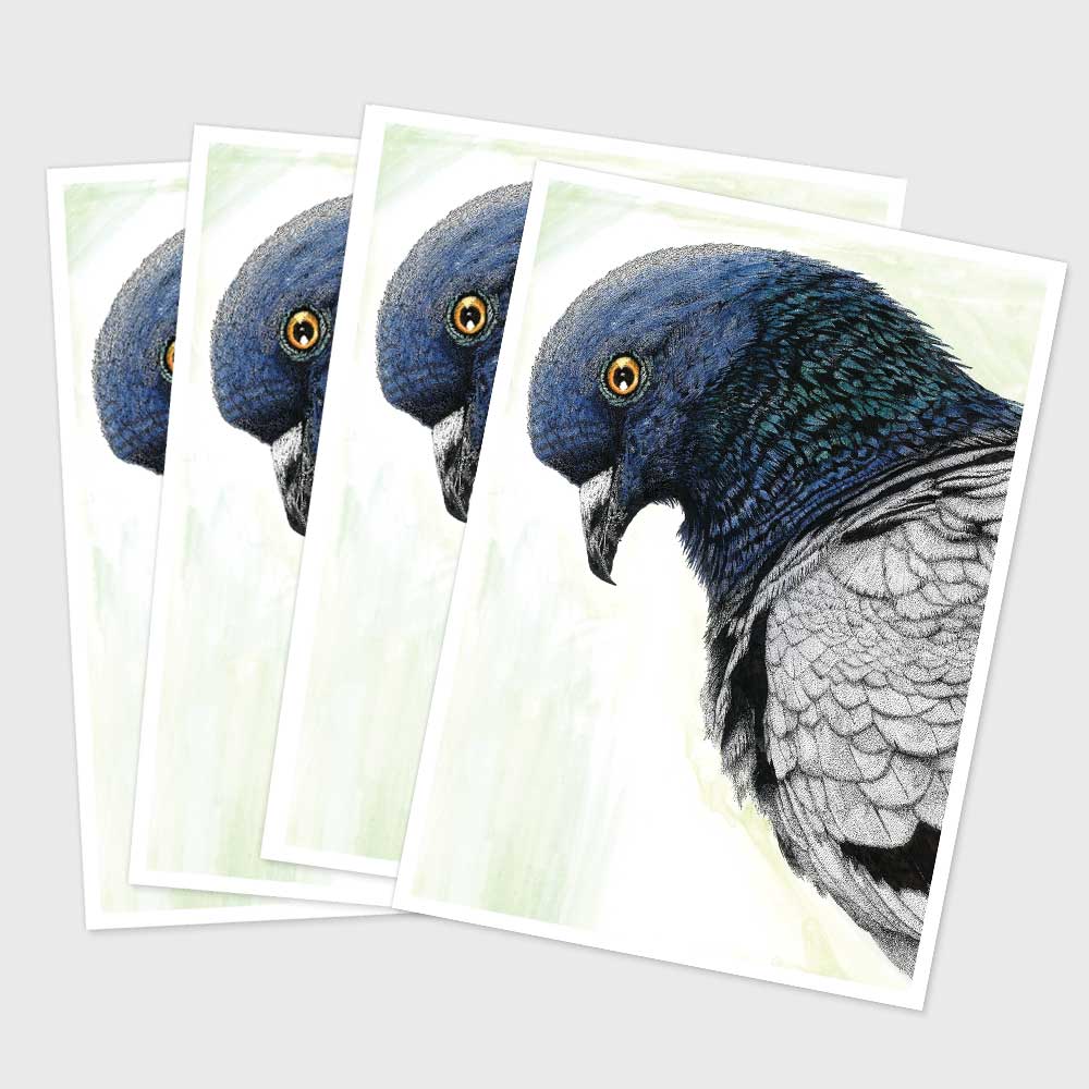 Postcard - Pigeon (Pack of 4)