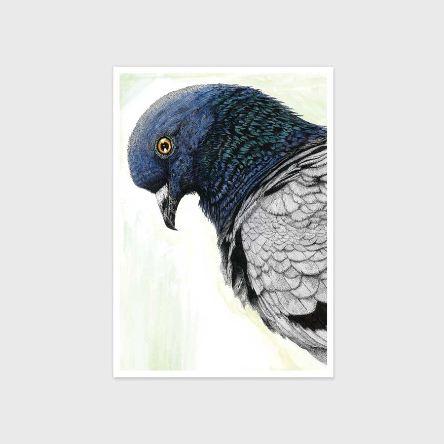 Postcard - Pigeon (Pack of 4)