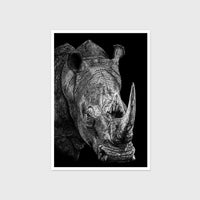 Postcard - Rhino (Pack of 4)