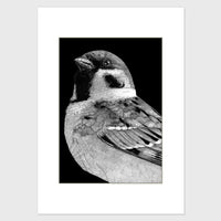 Tree Sparrow - Mounted Mini Edition